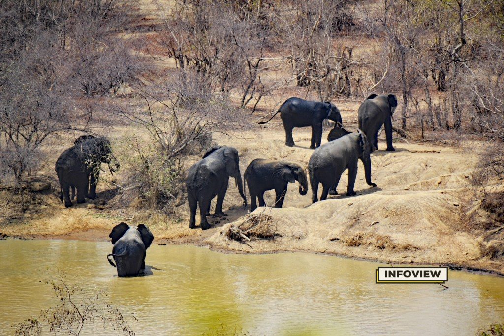 yankari game reserve 1024x683 1